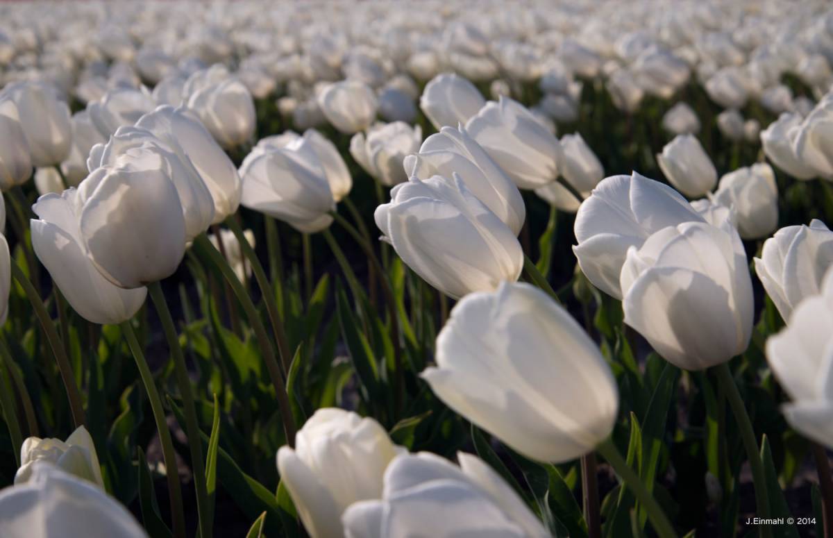 0002319-Witte-tulpen