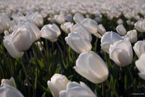 0002319-Witte-tulpen