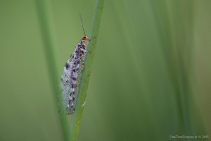 20150522_0009374-Insect